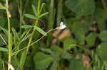 Lentil vetch